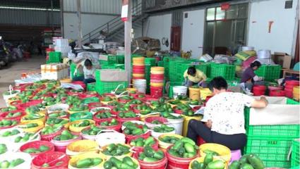 广西贺州:做强现代农业 打造粤港澳大湾区高品质“菜篮子”